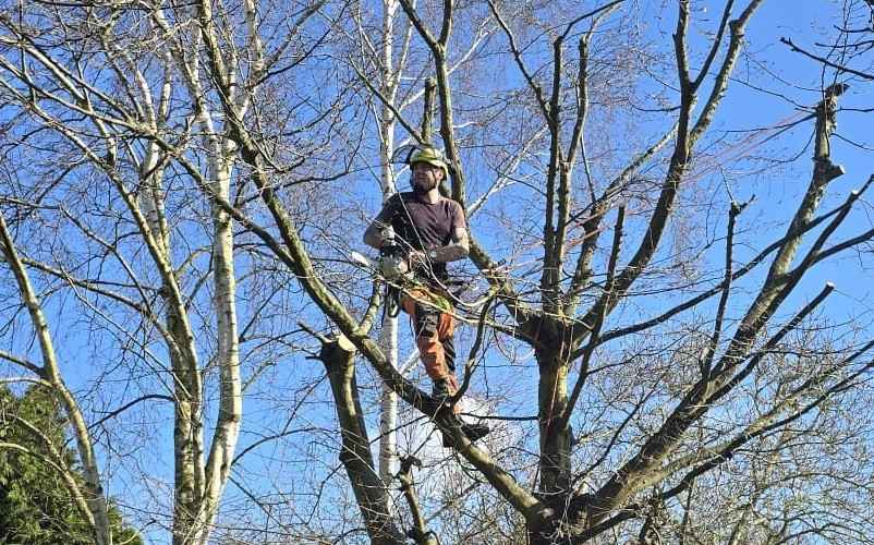 Tree Surgery work and site preparation